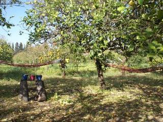 Agrib&B Lemontree Garden
