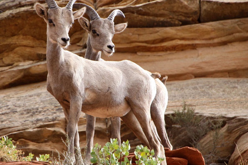 Зион Каньон Zion National Park Юта