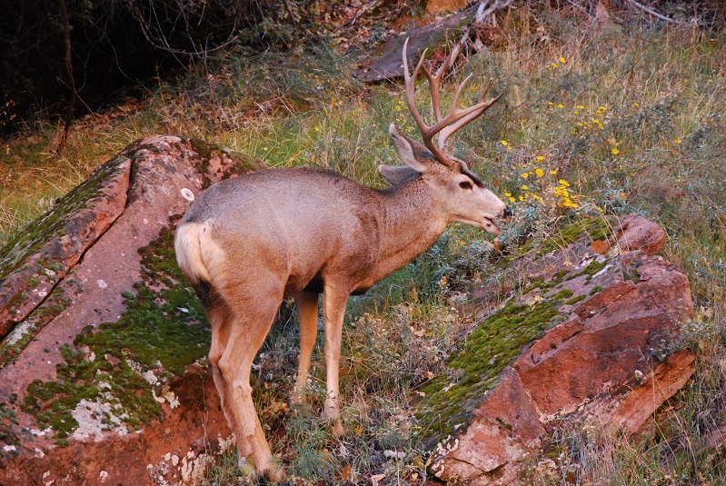 Зион Каньон Zion National Park Юта