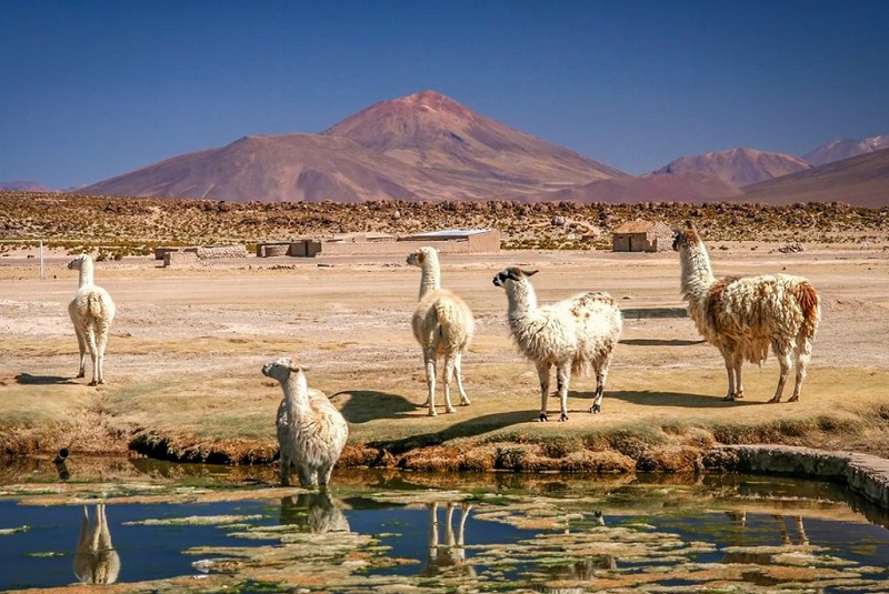Атакама Альтиплано