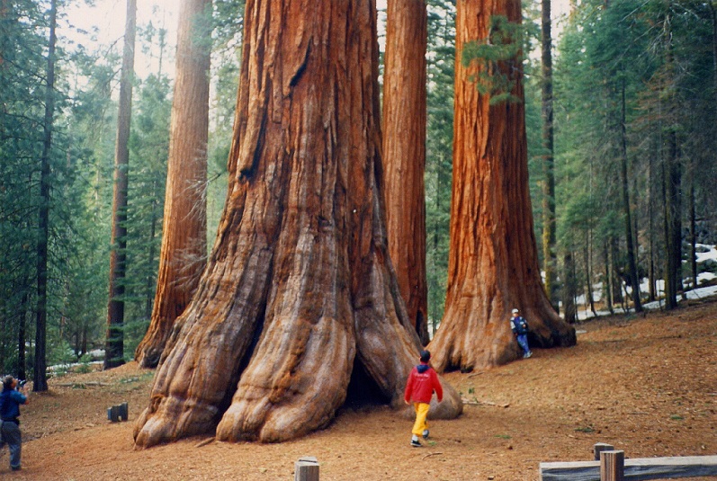 Йосемити Калифорния тур Yosemite park