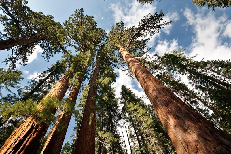 Йосемити Калифорния тур Yosemite park