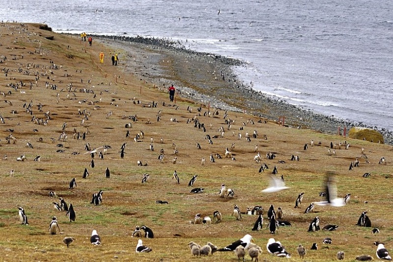 Остров Магдалены Чили