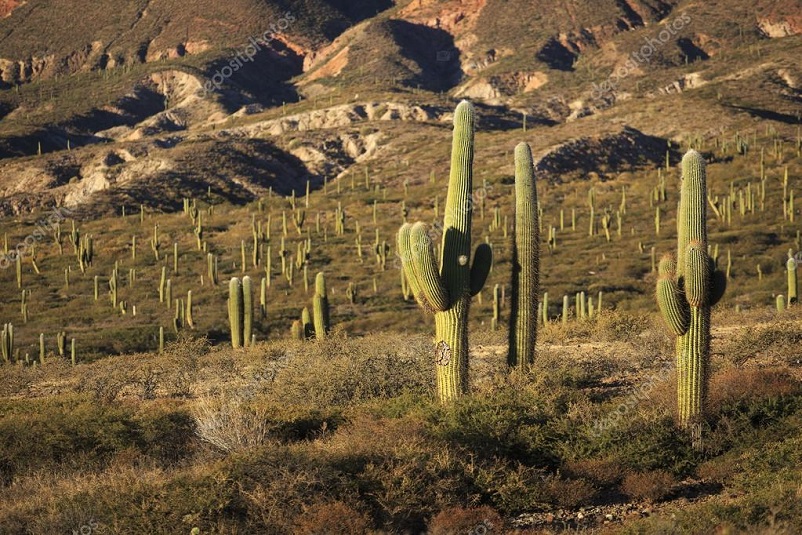 Кафайяте - Сальта