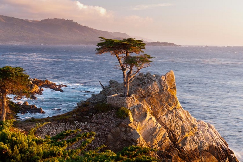 carmel by the sea - одинокий кипарис