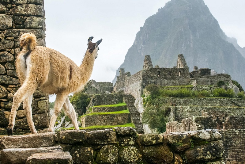 Мачу Пикчу Перу