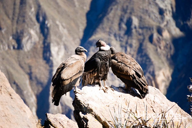 Круз дель Кондор