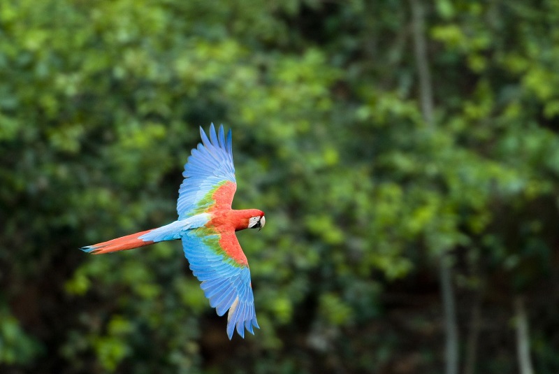 ТУР ВСЯ БРАЗИЛИЯ